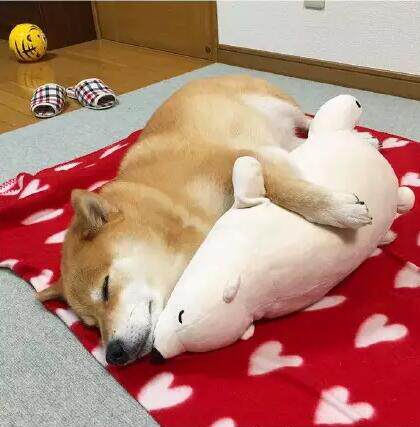 一只爱和北极熊玩具睡觉的柴犬