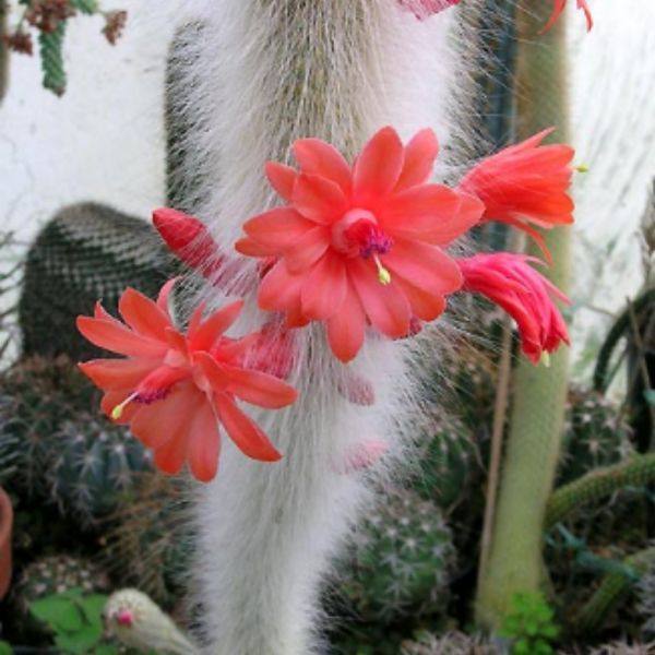 九尾狐怎么养长得快