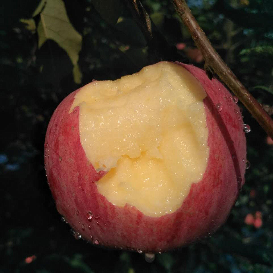 烟台苹果正宗山东栖霞红富士冰糖心10斤包邮丑