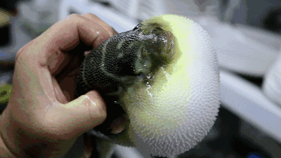 3m 气鼓鼓的小河豚,谜之可爱 点击播放 gif/729k 出发前,请收下这份