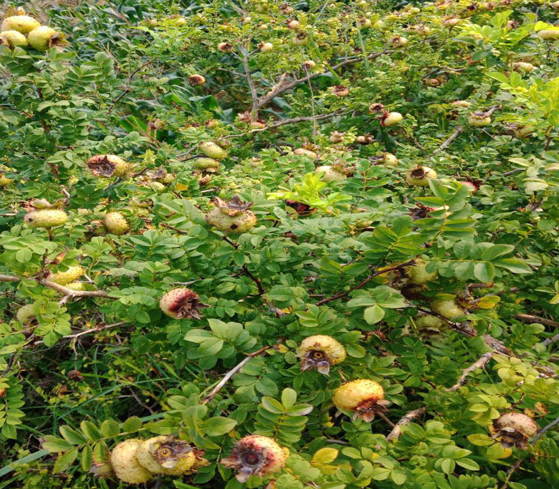 刺梨树根滋补野刺梨根新货泡酒新鲜半干刺梨根250g可煮水买二送一_双