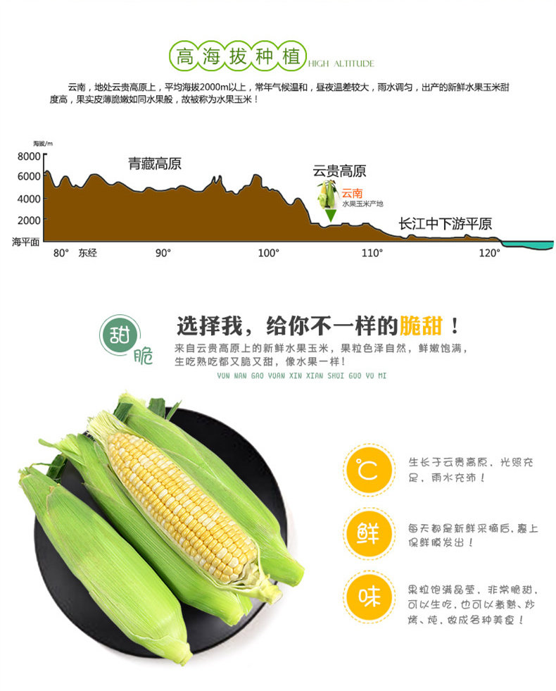 原产地发 有机黑玉米10根5斤