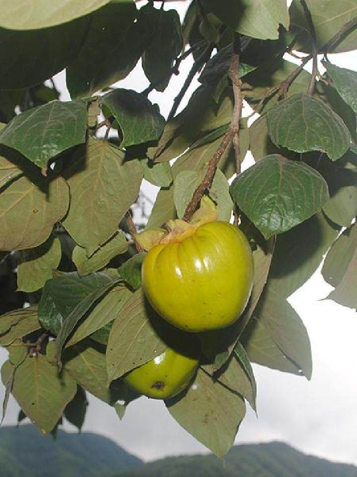 桃花肥肉馆 高山野生油柿子甜软柿子详情图片3