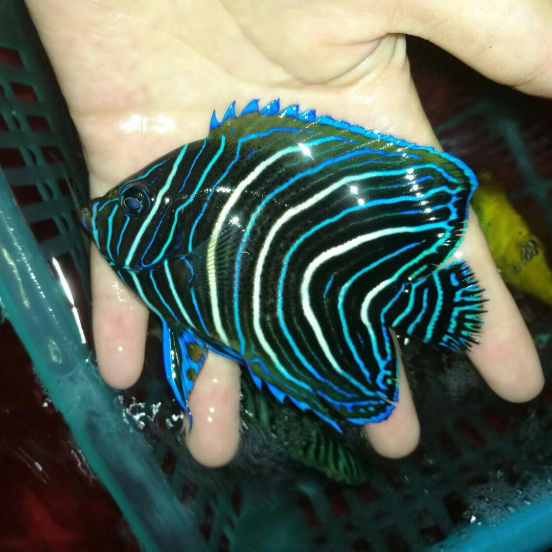 爱情海水族活体观赏鱼蓝纹神仙