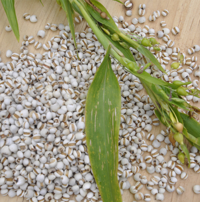 薏林芝贵州优质新鲜小薏苡仁米山货500克买3包邮中国薏仁之乡发货
