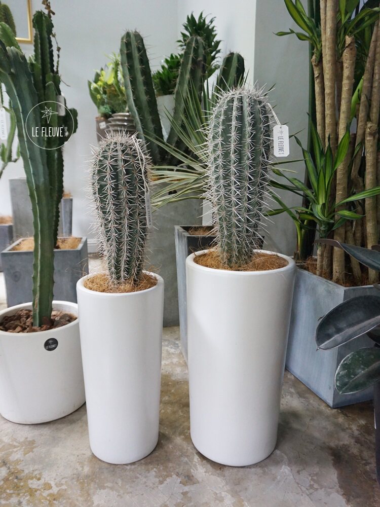 星河丨带手仙人掌多头量天尺仙人柱植物斑锦蓝柱金青阁毛柱天轮柱