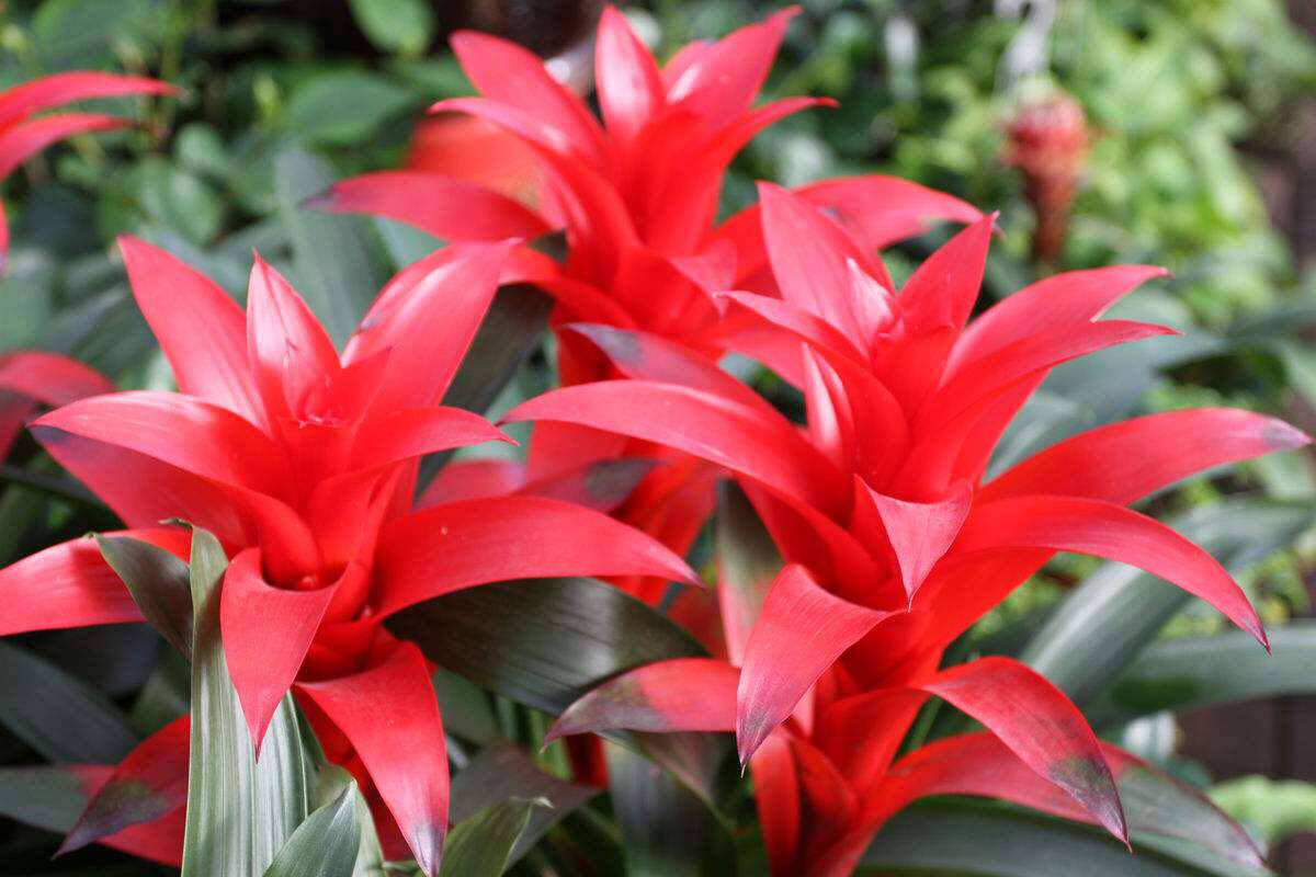 87蓬莱松蓬莱松又名绣球松,寓意长寿,非常适合家里有长辈的家庭,蓬莱