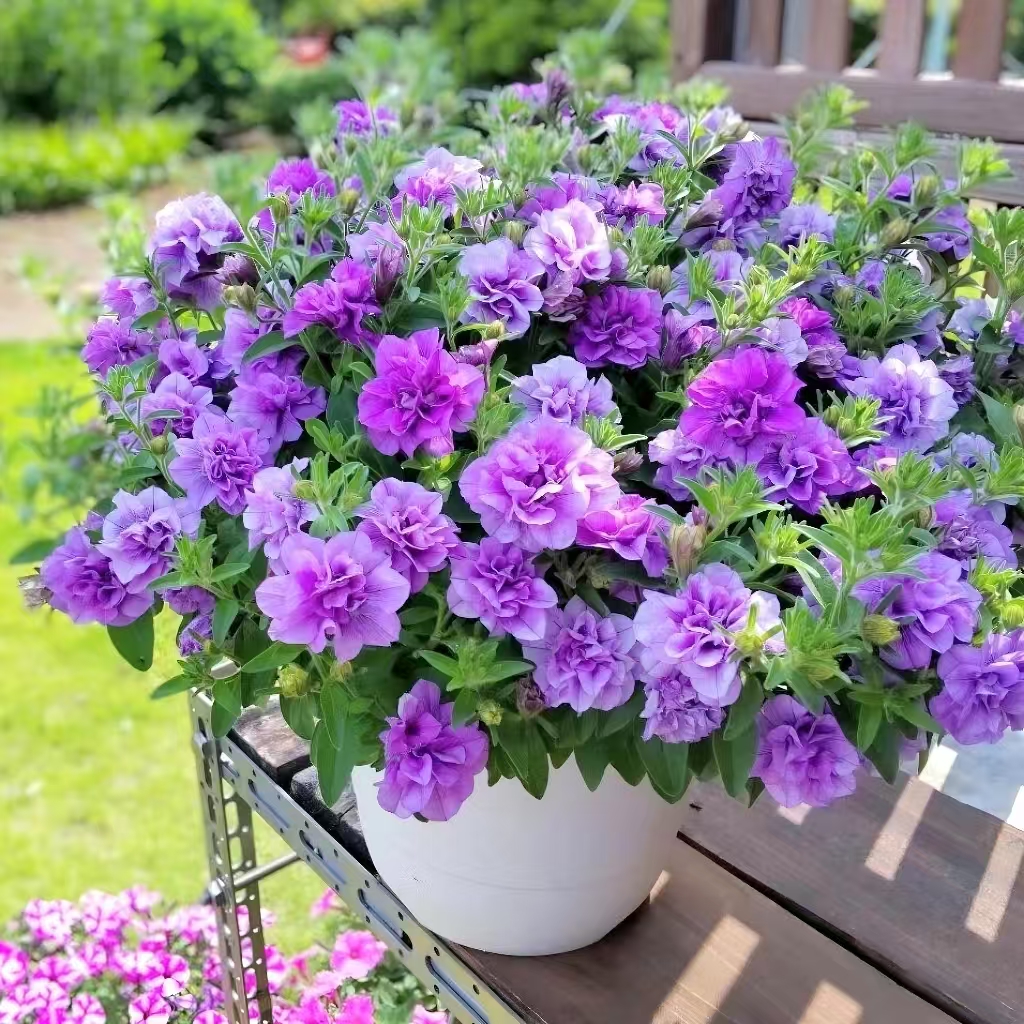 重瓣矮牵牛 让阳台秒变花海的秘密武器