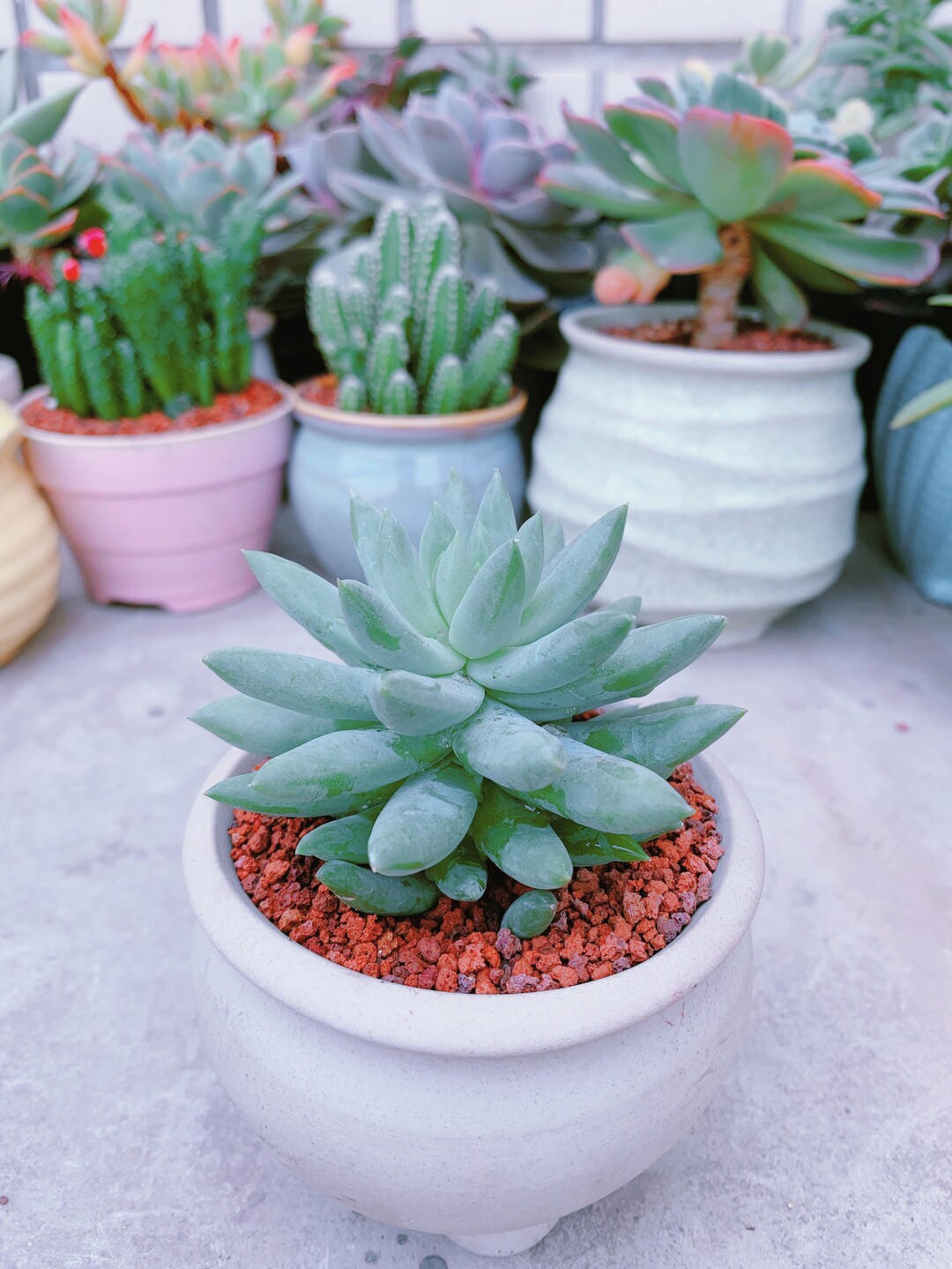 紫镜南非球根植物多肉-虎哥居家