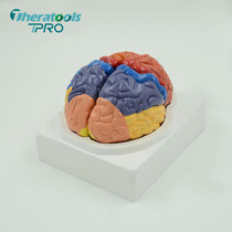 Brain Partition Model Brain Function Anatomical Teaching Aids 1: 1 Color Brain Tissue Decomposition Teaching Molds Forehead Pillow Leaves