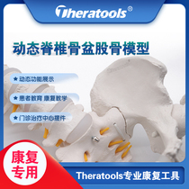 Theratools Dynamic Spine Model Spinal Pelvis Femur Aids Joint Activity Rehabilitation Pedagogical Art