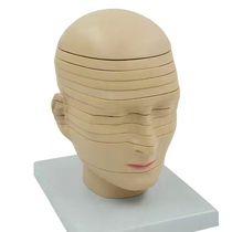 Theratools Head Anatomical Model Brain Neural Function Horizontal Plane Slice Medical Cranium Tomography