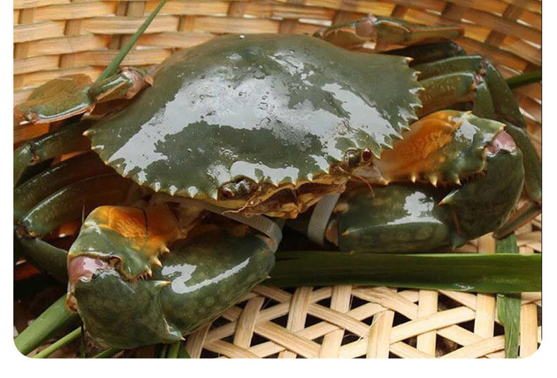 温情暖冬yuepw 鲜活三门青蟹500g/3-4只 饱满螃蟹黄蟹膏顺丰配送_食品