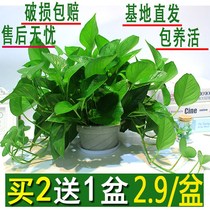 Green Loo Potted Office Inside Flower Green Plant Long Vines Large Leaf Basin All Season Evergreen Hydroponic Breeding Living Room Green Basket