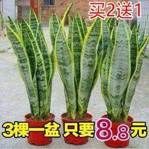 Phnom Penh Tiger Pillan Suction Formaldehyde Multi-Meat Green Plant Office Interior Large Flower Potted Tiger Tailorland Living-room Nordic