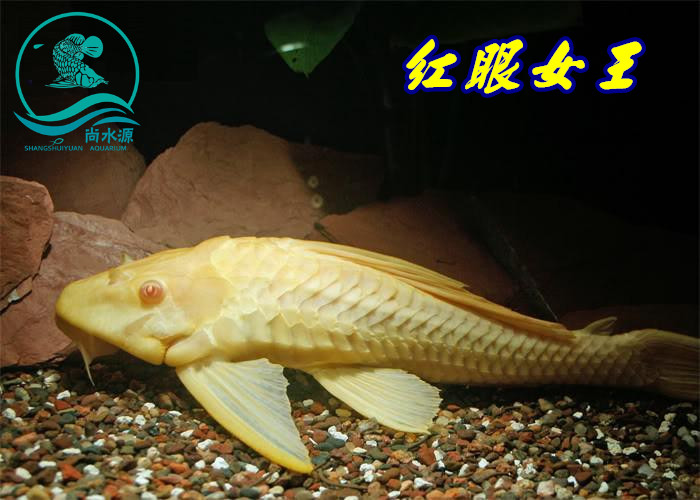 黄金大帆红眼女王异型清道夫热带观赏鱼配龙鱼魟鱼黄金大胡子活体