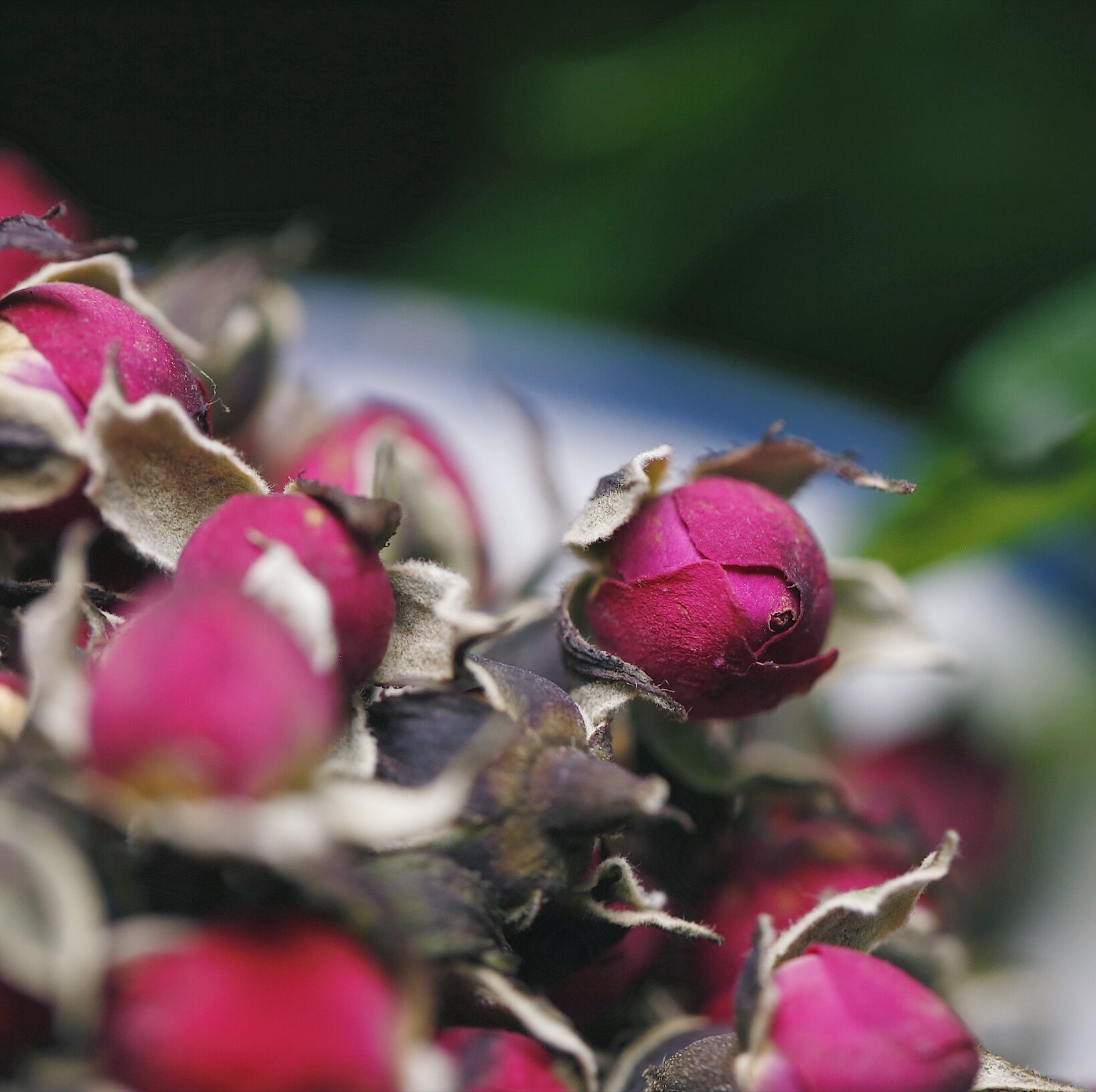 乐作|云南金边玫瑰干花 花蕾 未开放 口感清新淡雅 50g