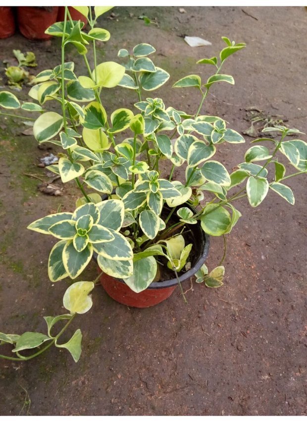 花叶蔓水培土培易养水培夏季推存垂吊植物盆栽花卉吸甲醛净化空气图片