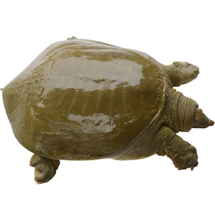 千岛湖中华鳖 4年700克王八 水鱼 团鱼 生态野外活体有机甲鱼