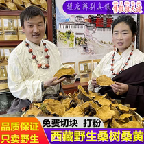 Tibet wild premium mulberry Phnom Penh Phellinus 500g non-Changbai Mountain poplar mulberry fungus Ganoderma lucidum tea 1 catties