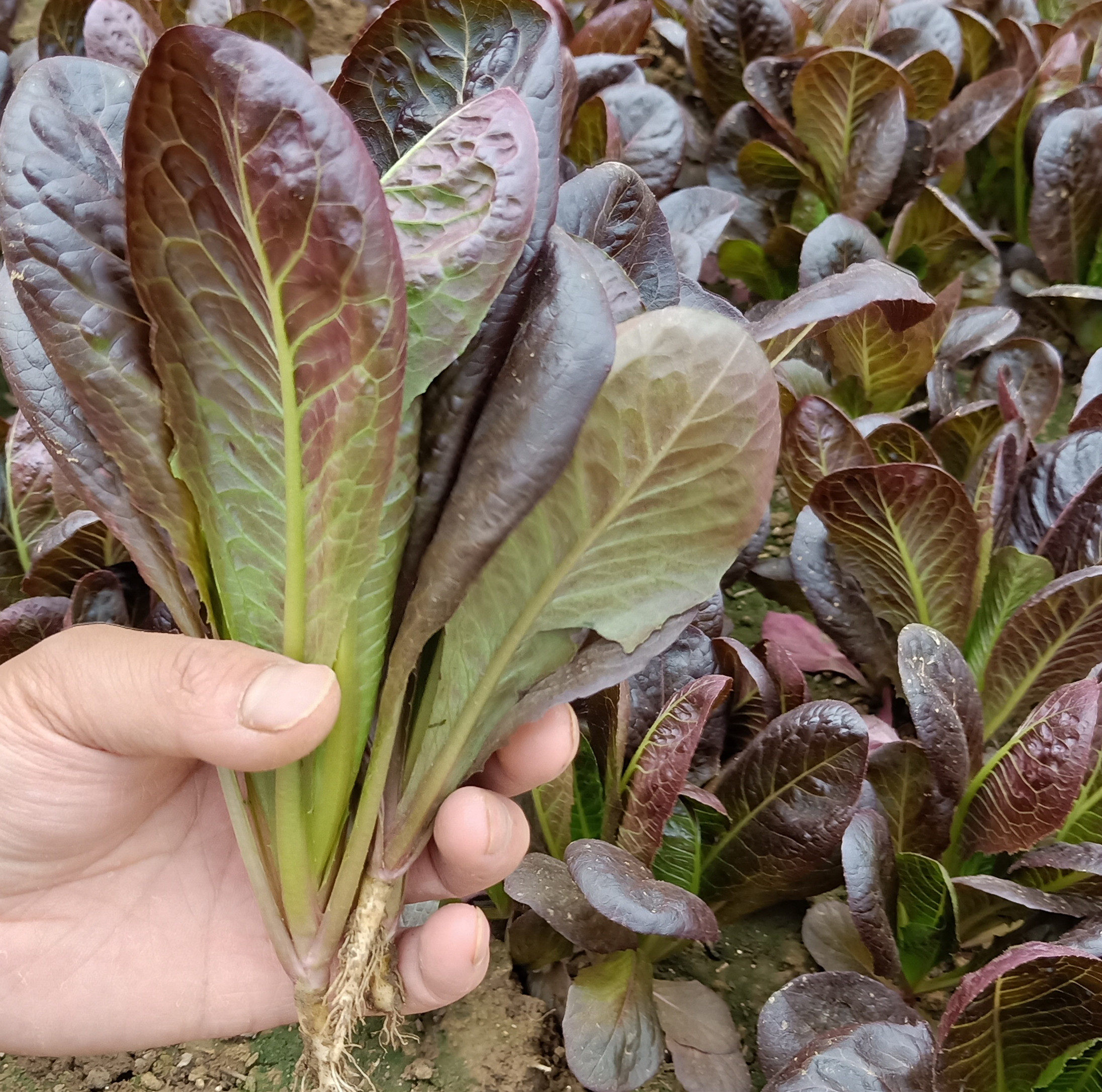 汉堡咖啡香麦菜种子 油麦菜 紫青菜 质地脆嫩 口感鲜嫩 禾硕种业