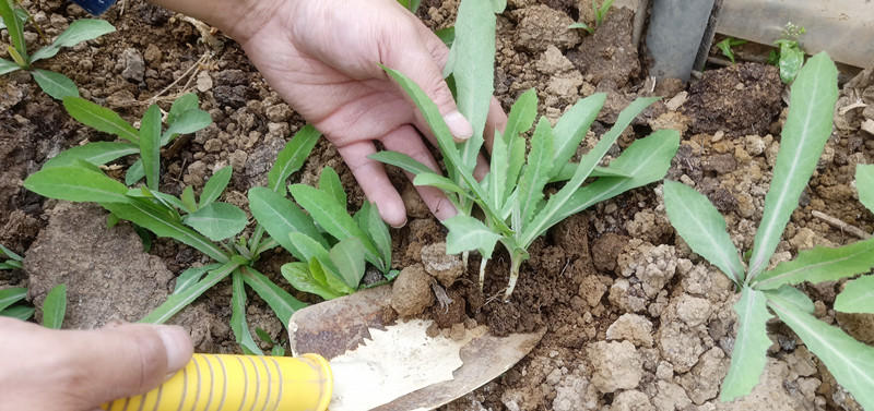 苦麻菜种子 曲麻菜种子 家庭种菜 阳台盆栽 全店满20元包邮