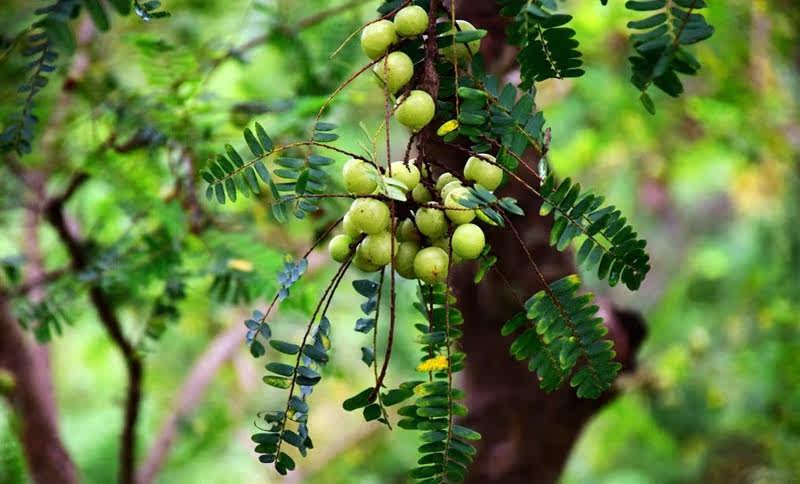 天然野生油柑叶余甘子油甘果叶子牛甘叶清香凉枕头枕芯填充料散装