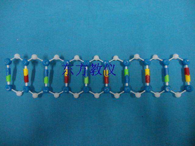 dna双螺旋结构模型组件教学仪器实验器材正品保证热卖东方教仪