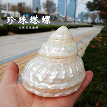 Natural shell conch pearl tower snail fish tank landscaping decoration home furnishings collection gift crafts low