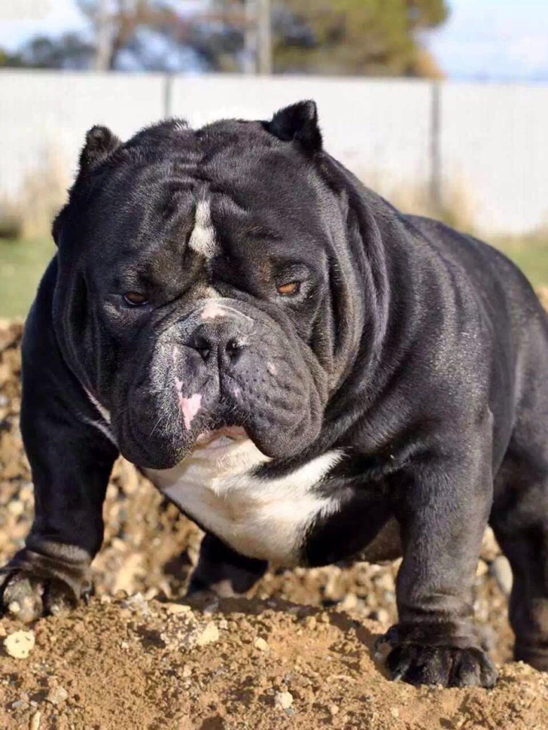 肌肉发达性格温顺美国恶霸犬