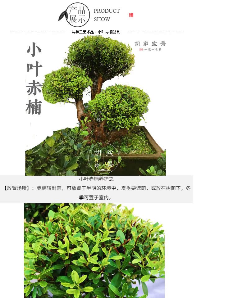 实物小叶赤楠盆景树桩 香木盆景植物芳香花木净化空气 办公室盆栽
