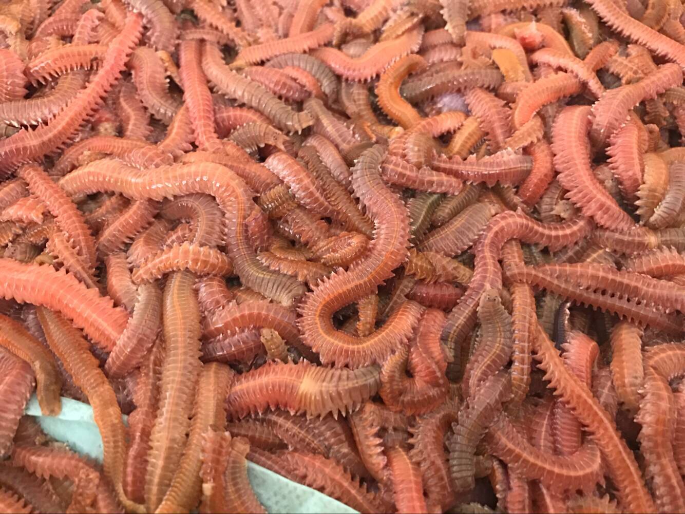 活沙蚕 海蚯蚓 海蜈蚣 海蚂蝗 青虫 海钓鱼饵料活饵 批发