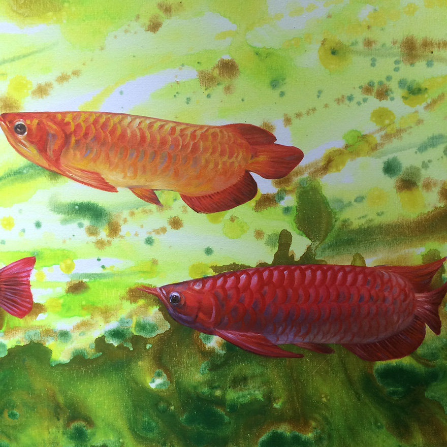 凤维东《金鱼》50*60cm