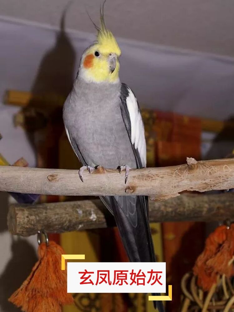玄凤鹦鹉雏鸟幼鸟原始灰黄化手养亲人养殖场直发一对繁殖包邮活物