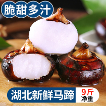 Gan Fuyuan Guangxi fresh horseshoe 9 Jin water chestnut earth chestnut pear farmhouse fruit peeled crest vegetables 10