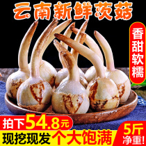 Yunnan fresh Shiitake mushrooms 5 pounds Bai Cigu Shiitake warbler horseshoe water chestnuts dovetail grass chestnut bud mushroom specialty vegetables