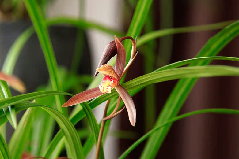 花舌怎么练图片_纵览新闻