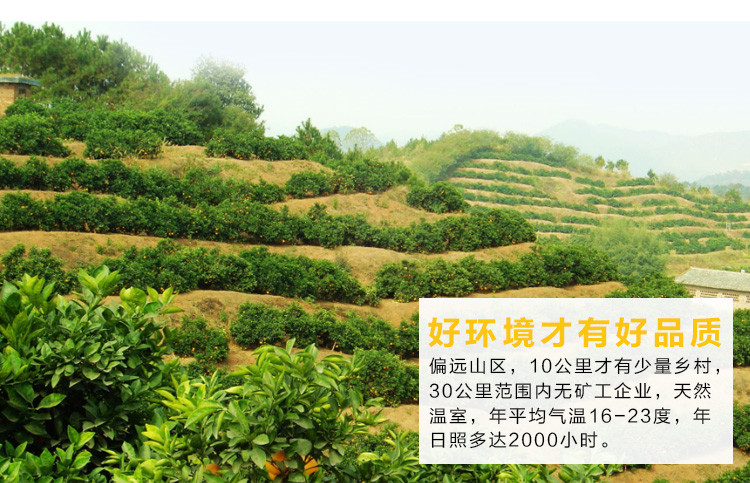 等待自然甜桔柚 建阳 桔柚 新鲜水果 柚子桔子橙