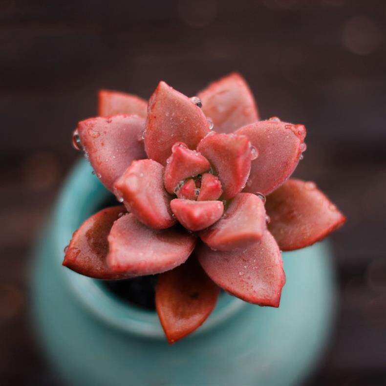 二亩半精品多肉馆多肉植物姬胧月小老桩萌肉肉包邮