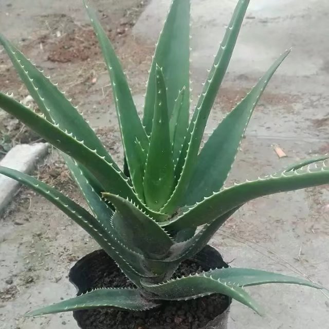 多肉植物种植技巧芦荟