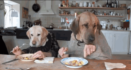 撒狗粮还有讲究?狗狗可不止吃肉骨头