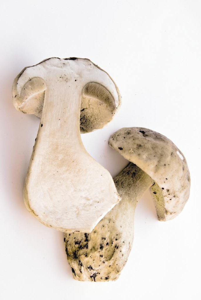 牛肝菌干燥脱水设备牛肚菌烘干机大型野生菌食用菌全自动烘干机