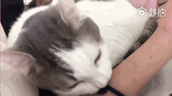 猫咪自创叫醒酷刑,弹橡皮筋把主人疼醒!