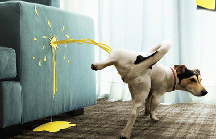 想改掉狗狗随处拉尿的坏习惯?试试这3招