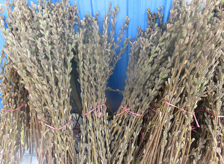 农村真实芝麻秸秆一件10支包邮,现在秸秆还带着芝麻.