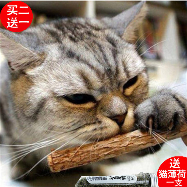 Mutian Polygonum Stick Cat Snacks Cat Supplies Cat Molar Stick Cleaning Stick ກັດແມວ Mint Cat Bite Stick ແມວນ້ອຍ