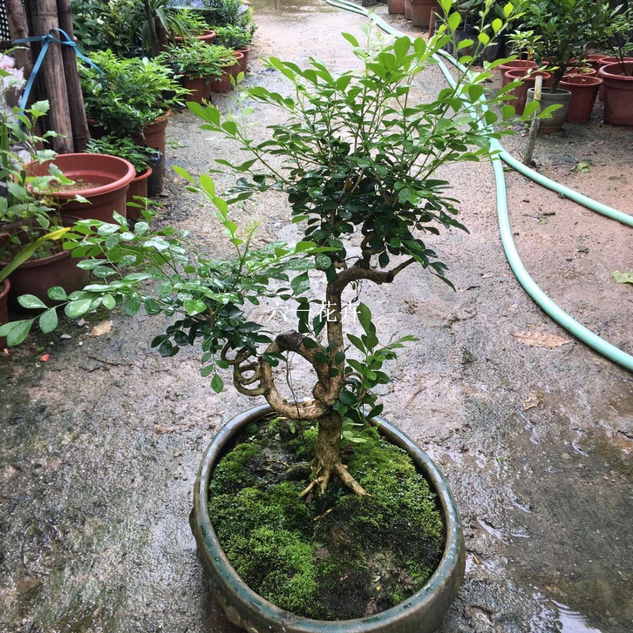 九里香苗 千里香花苗 驱蚊植物 室内外花卉盆栽 庭院绿植浓香植物