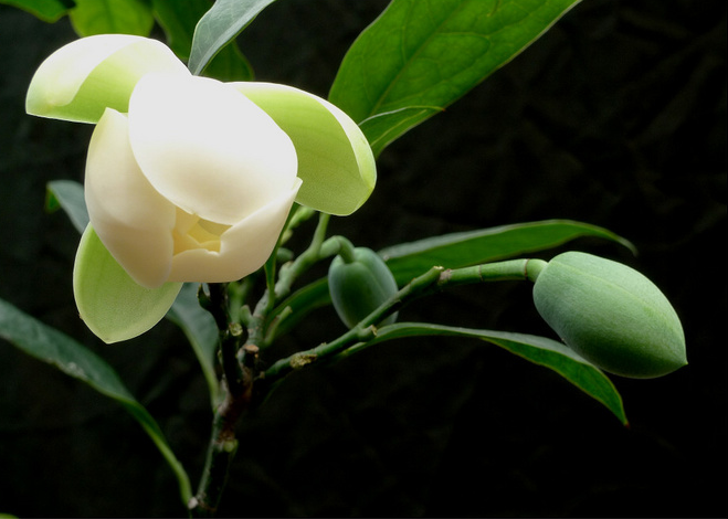夜合花苗浓香花朵超大夜香木兰花武夷木莲花当年开花植物盆栽