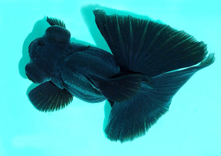 鱼无语,观其排荇而径度.