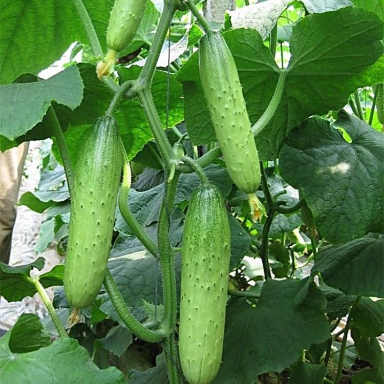 湖北特产农家自种土黄瓜新鲜绿色蔬菜秋水果小黄瓜旱黄瓜5斤装